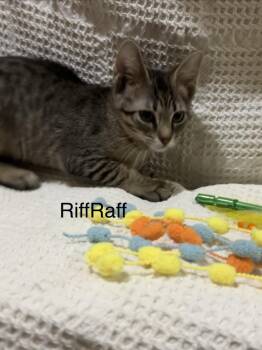 Riff Raff -  Domestic Short Hair Cat for Adoption in Groveland, Massachusetts - Riff Raff | PetCurious