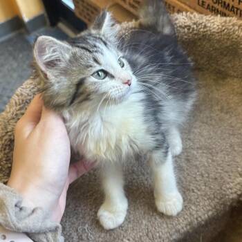 Ally -  Domestic Long Hair Cat for Adoption in Waynesburg, Pennsylvania - Ally | PetCurious