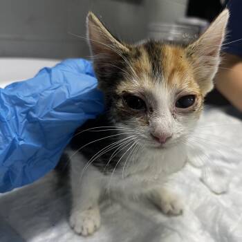 Frilly -  Domestic Short Hair Cat for Adoption in Summerville, South Carolina - Frilly | PetCurious