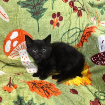 Dexter -  Domestic Short Hair Cat for Adoption in Kittanning, Pennsylvania - Dexter | PetCurious