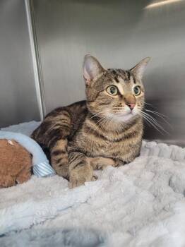 3rd Ave e cat - Sidney -  Domestic Short Hair Cat for Adoption in Ashland, Wisconsin - 3rd Ave E Cat - Sidney | PetCurious