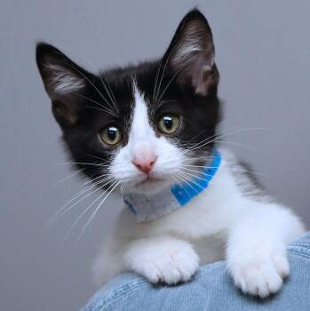 Mr. Mistoffelees (AO37469) -  Domestic Short Hair Cat for Adoption in Kansas City, Kansas - Mr. Mistoffelees (AO37469) | PetCurious