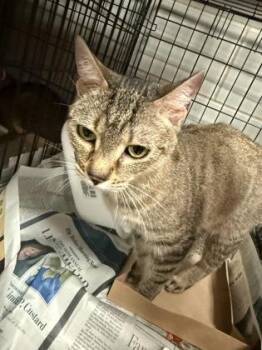 Domestic Short Hair Cats Available for Adoption - Juneau | PetCurious