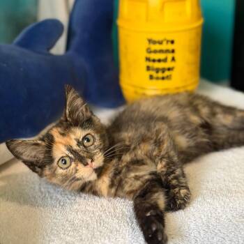 Ellen Brody -  Domestic Short Hair Cat for Adoption in Brownsboro, Alabama - Ellen Brody | PetCurious