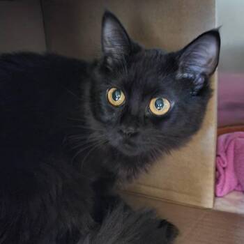 Domestic Medium Hair Cats Available for Adoption - Amber | PetCurious