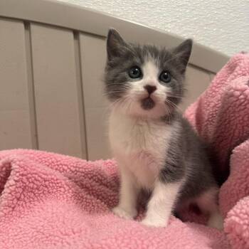 McDreamy -  Domestic Medium Hair and Domestic Short Hair Cat for Adoption in Brea, California - McDreamy | PetCurious