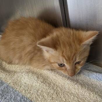 Puddleglum -  Domestic Short Hair Cat for Adoption - Puddleglum | PetCurious
