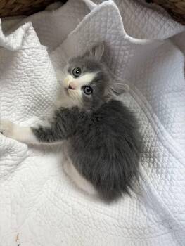 Cirrus -  Domestic Medium Hair and Tabby Cat for Adoption in Greensboro, North Carolina - Cirrus | PetCurious