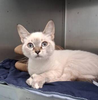 TYLA -  Domestic Short Hair Cat for Adoption in Fort Walton Beach, Florida - TYLA | PetCurious