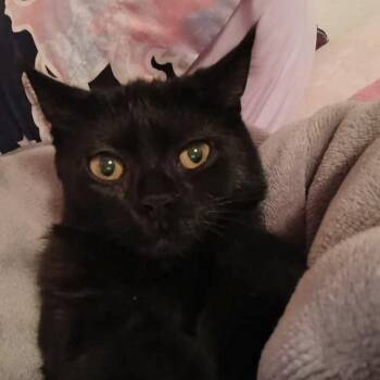 Rescue Domestic Short Hair Cats for Adoption in Etna, Pennsylvania - Sassy | PetCurious