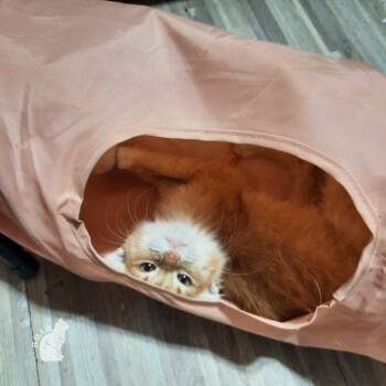 Rescue Domestic Short Hair Cats for Adoption in ELEVEN MILE, Arizona - Astrid | PetCurious