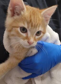 Maple -  Domestic Short Hair Cat for Adoption in Vancouver, Washington - Maple | PetCurious