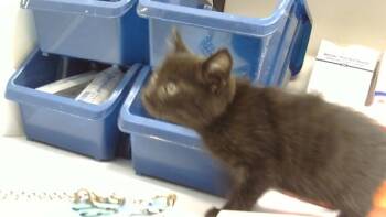 Rescue Domestic Short Hair Cats for Adoption - Hexley | PetCurious