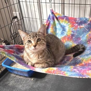 Tappy -  Domestic Short Hair Cat for Adoption in Mondovi, Wisconsin - Tappy | PetCurious