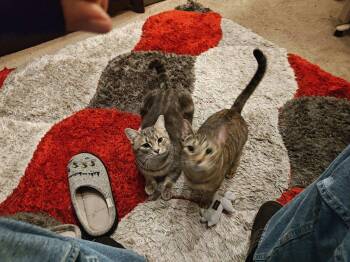 Rescue Domestic Short Hair Cats for Adoption in Quentin, Pennsylvania - Bonnie & Clyde - Sweet 1 Year Olds! | PetCurious