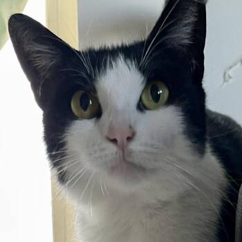 Holly -  Domestic Short Hair Cat for Adoption in Los Angeles, California - Holly | PetCurious