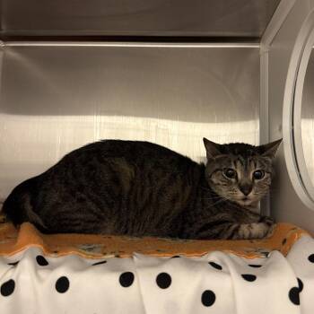 Matilda -  Domestic Short Hair Cat Available for Adoption in Council Bluffs, Iowa - Matilda | PetCurious