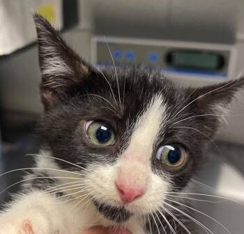 Ash -  Domestic Short Hair Cat for Adoption in Henderson, North Carolina - Ash | PetCurious