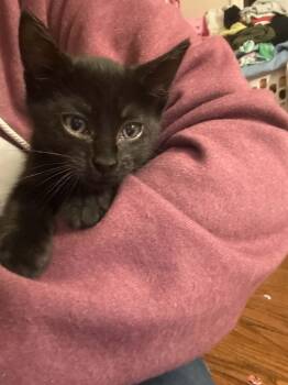 BELLATRIX -  Domestic Short Hair Cat Available for Adoption in Holbrook, New York - BELLATRIX | PetCurious