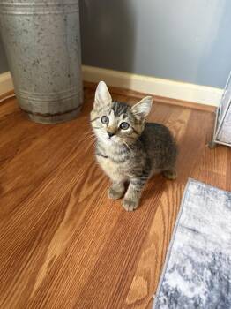 YING -  Domestic Short Hair Cat for Adoption in Seven Valleys, Pennsylvania - YING | PetCurious