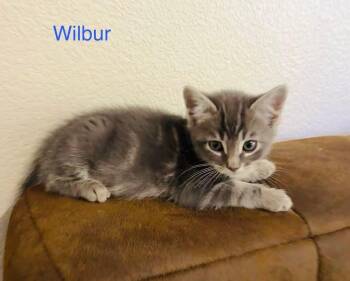 Domestic Short Hair Cats Available for Adoption in Reno, Nevada - Wilber | PetCurious