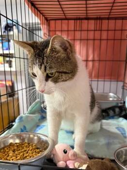 Domestic Short Hair Cats Available for Adoption in Saint Francisville, Louisiana - Oscar | PetCurious