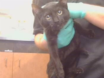 SIOBAHN -  Domestic Short Hair Cat for Adoption in Sacramento, California - SIOBAHN | PetCurious