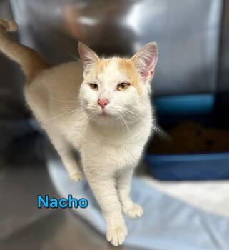 Domestic Short Hair Cats Available for Adoption - Nacho | PetCurious