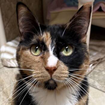 Whimsy -  Domestic Short Hair Cat for Adoption in Jefferson, Wisconsin - Whimsy | PetCurious