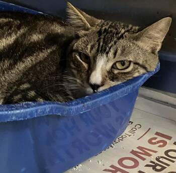 Tippy -  Domestic Short Hair Cat for Adoption in Parma, Ohio - Tippy | PetCurious