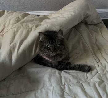 Domestic Medium Hair Cats Available for Adoption - Miss Buster | PetCurious