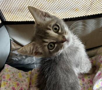 Rescue Tabby and Maine Coon Cats for Adoption in Hi Vista, California - Stewy | PetCurious