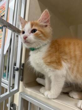 OSTRICH -  Domestic Long Hair Cat for Adoption in Hagerstown, Maryland - OSTRICH | PetCurious