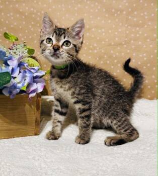 Domestic Short Hair Cats Available for Adoption in Groveland, Massachusetts - Toffee | PetCurious