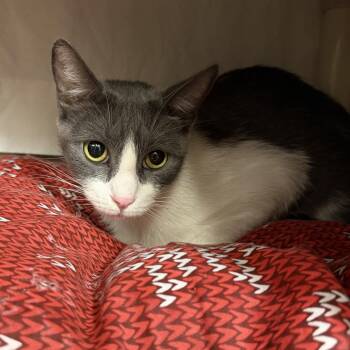 Cece -  Domestic Short Hair Cat for Adoption in Flagstaff, Arizona - Cece | PetCurious