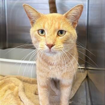 Cole -  Domestic Short Hair Cat for Adoption in Hannibal, Missouri - Cole | PetCurious