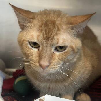 Grasshopper -  Domestic Short Hair Cat for Adoption in Matteson, Illinois - Grasshopper | PetCurious