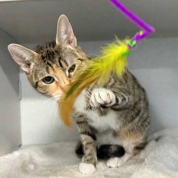 Domestic Short Hair Cats Available for Adoption - Mercury | PetCurious