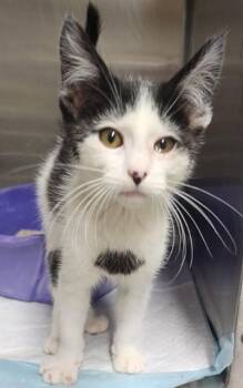 Domestic Medium Hair and Domestic Short Hair Cats Available for Adoption - SOULMATE | PetCurious