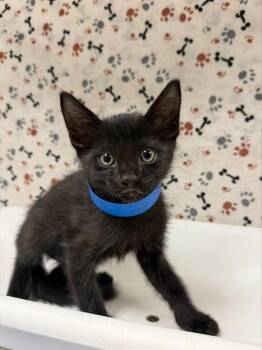 SOLO -  Domestic Short Hair Cat for Adoption in Riverside, California - SOLO | PetCurious