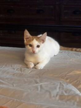 Timmy -  Domestic Short Hair Cat for Adoption in Port Allen, Louisiana - Timmy | PetCurious