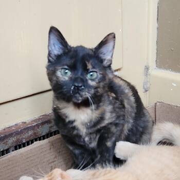 Rescue Tortoiseshell Cats for Adoption in Kirklin, Indiana - Lavender | PetCurious