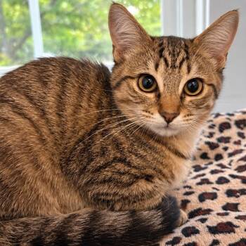 Rasberry -  Domestic Short Hair Cat for Adoption in Gloucester, Virginia - Rasberry | PetCurious