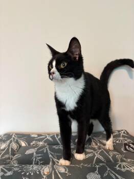 Black Eye Pea -  Domestic Short Hair Cat for Adoption in Warrenville, South Carolina - Black Eye Pea | PetCurious
