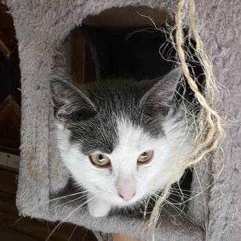 Ruby -  Domestic Short Hair Cat for Adoption in Harrisonburg, Virginia - Ruby | PetCurious