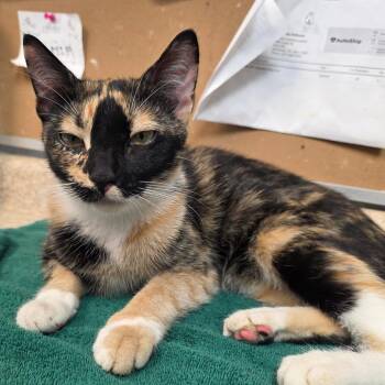 Maia -  Domestic Short Hair Cat for Adoption - Maia | PetCurious