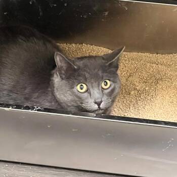 Domestic Short Hair Cats Available for Adoption - Noodles | PetCurious