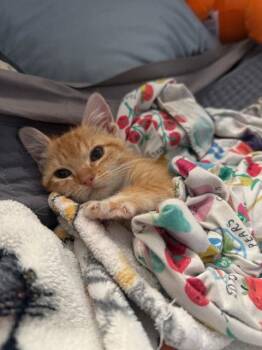 Domestic Short Hair Cats Available for Adoption - Mango (5360) | PetCurious