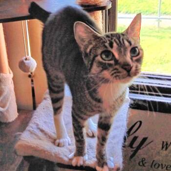 Tabby Cats Available for Adoption in Grand Rapids, Michigan - Eeny | PetCurious