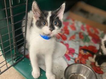 ANGUS -  Domestic Short Hair Cat for Adoption in Fort Wayne, Indiana - ANGUS | PetCurious